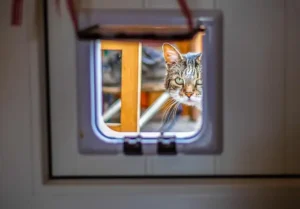 Cat Flap Installation Service - One Call Dubai