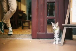 Pet Door Installation Service - One Call Dubai