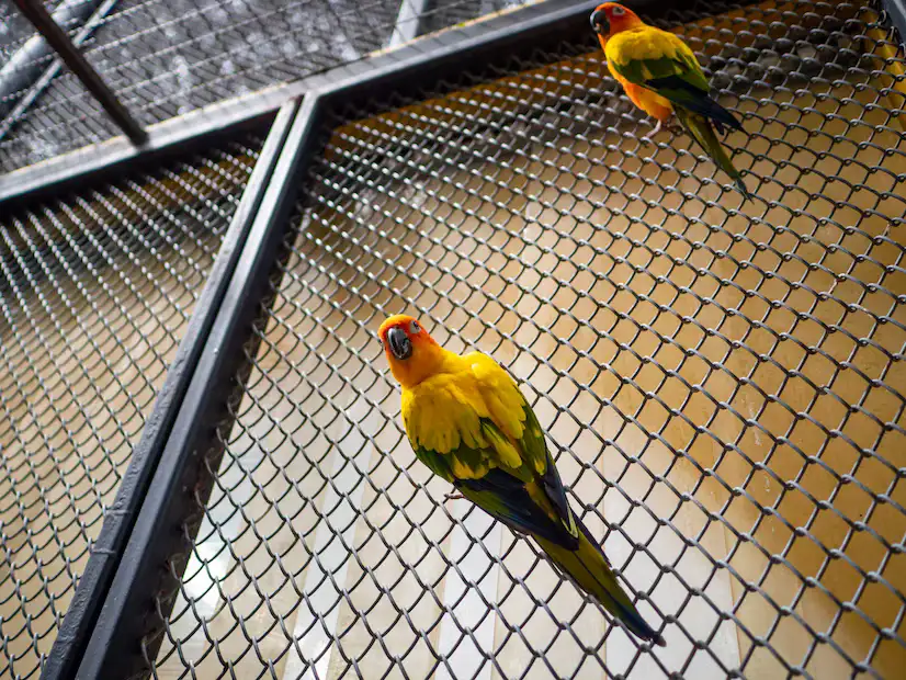 Birds Safety Net Installations​ Service - One Call Dubai